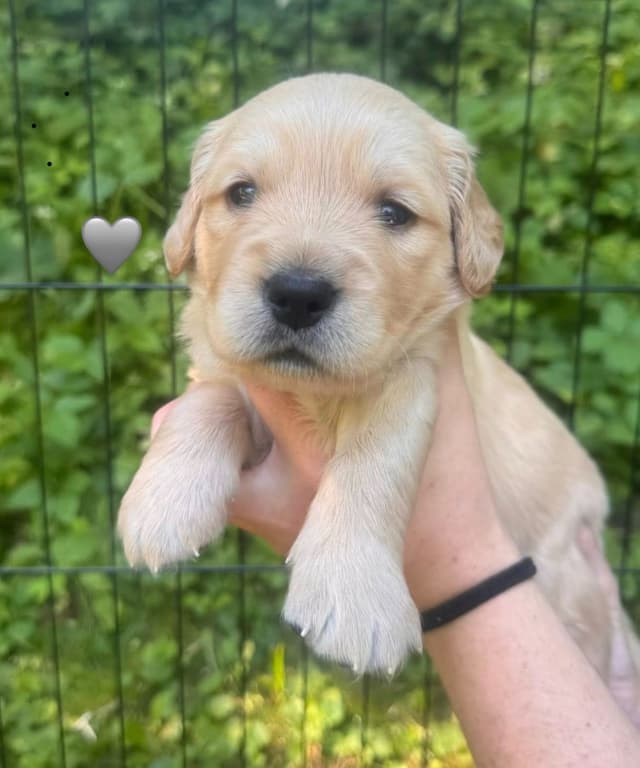 AKC Golden Retriever Puppies – Family Raised in Michigan media 17