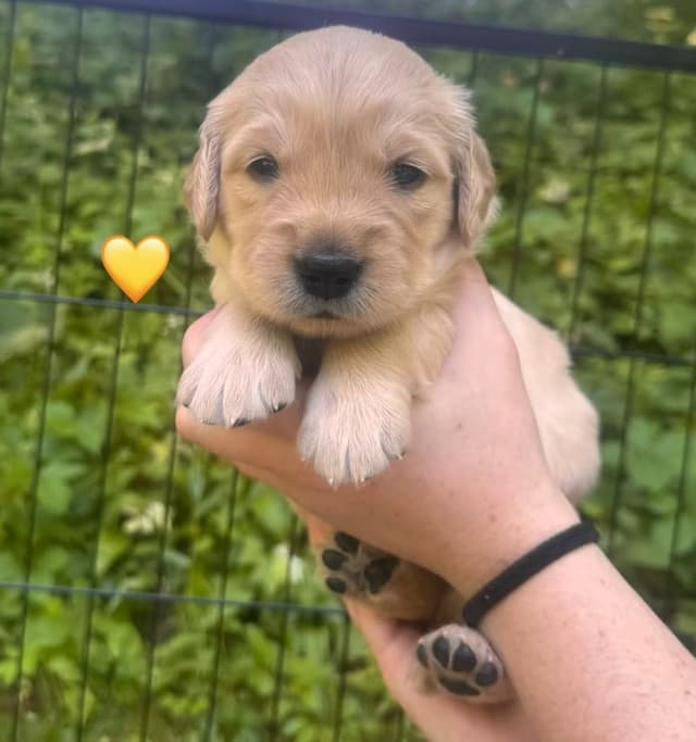 AKC Golden Retriever Puppies – Family Raised in Michigan media 20