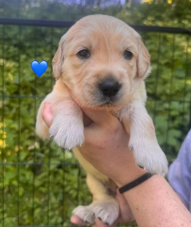 AKC Golden Retriever Puppies – Family Raised in Michigan media 23
