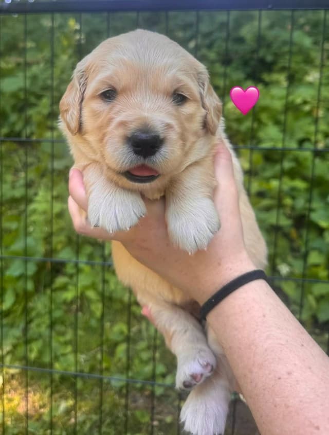 AKC Golden Retriever Puppies – Family Raised in Michigan media 21