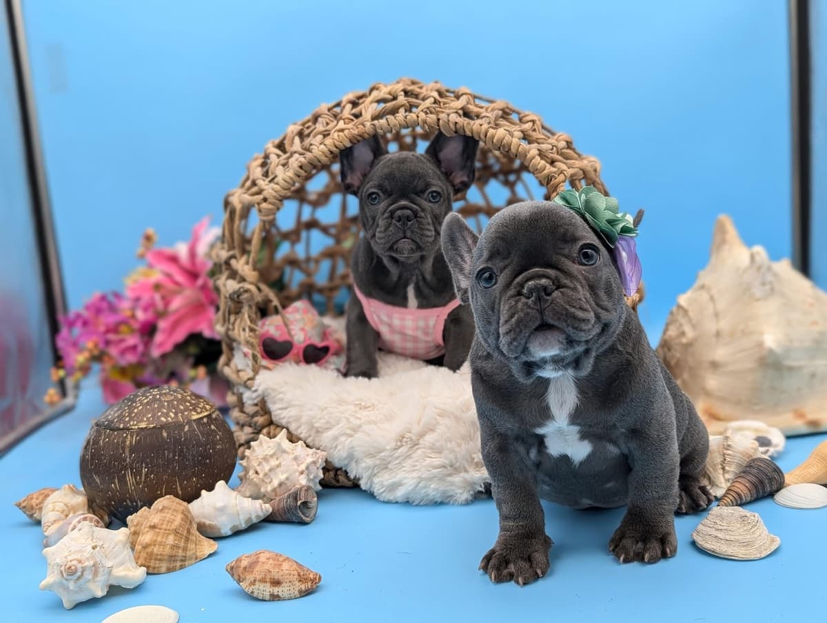 French Bulldog Puppies breeder image 1