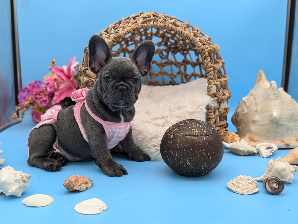 French Bulldog Puppies breeder image 2