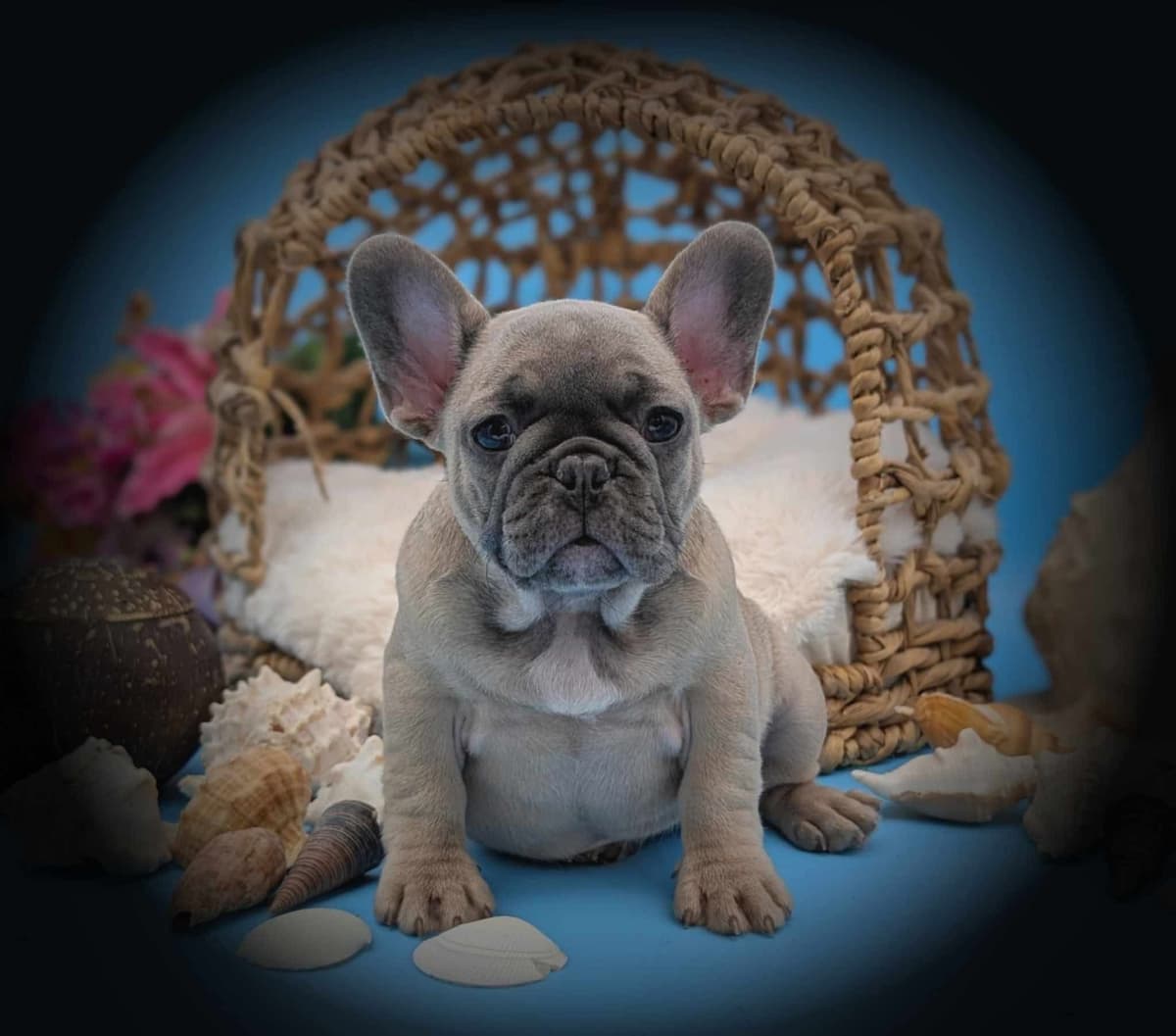French Bulldog Puppies breeder image 4