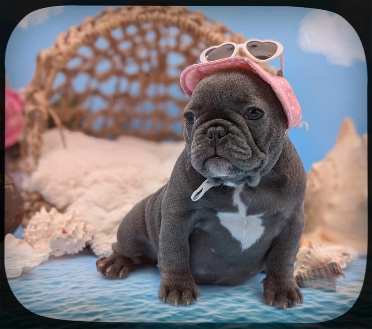 French Bulldog Puppies breeder image 5
