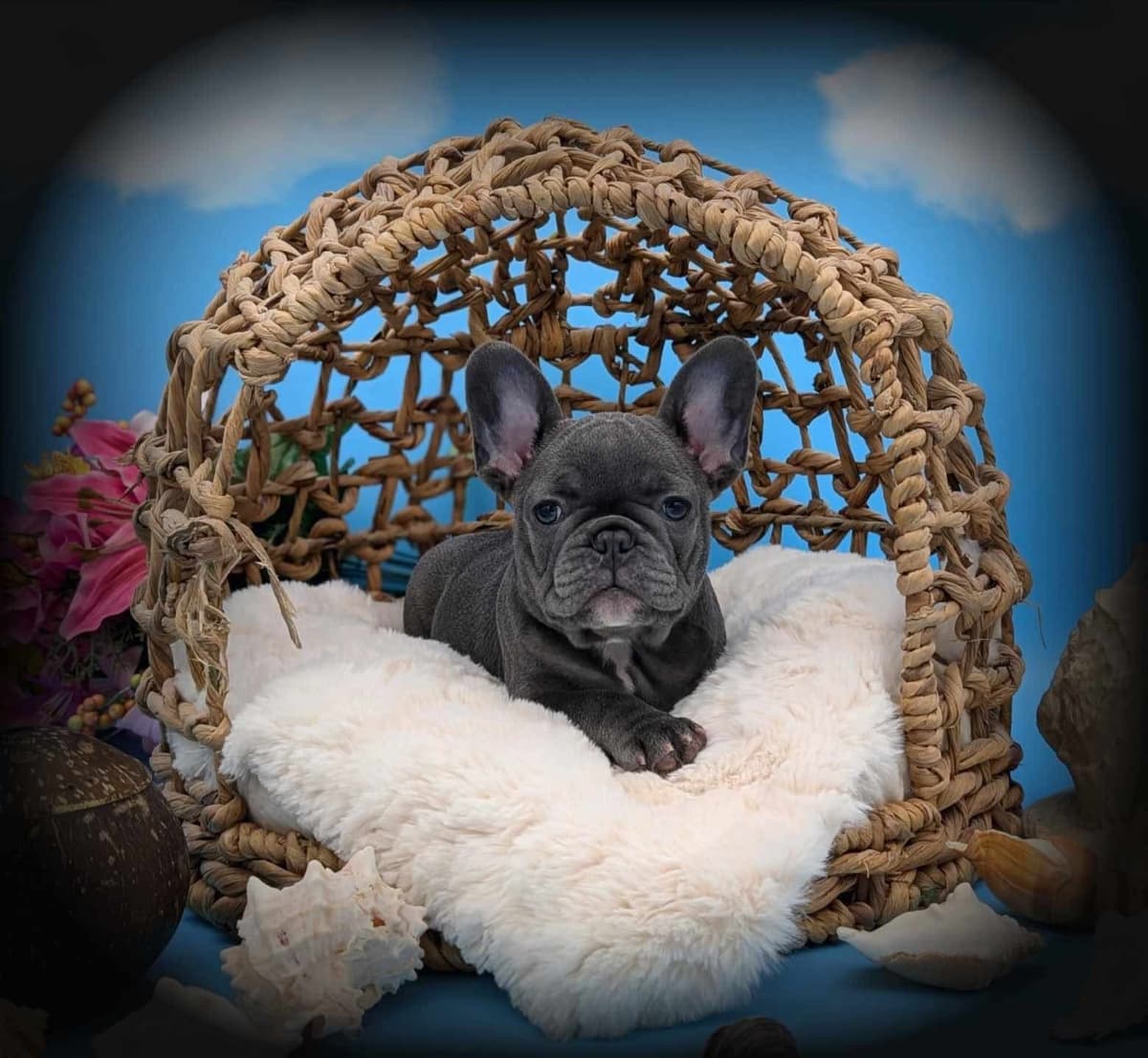 French Bulldog Puppies breeder image 6