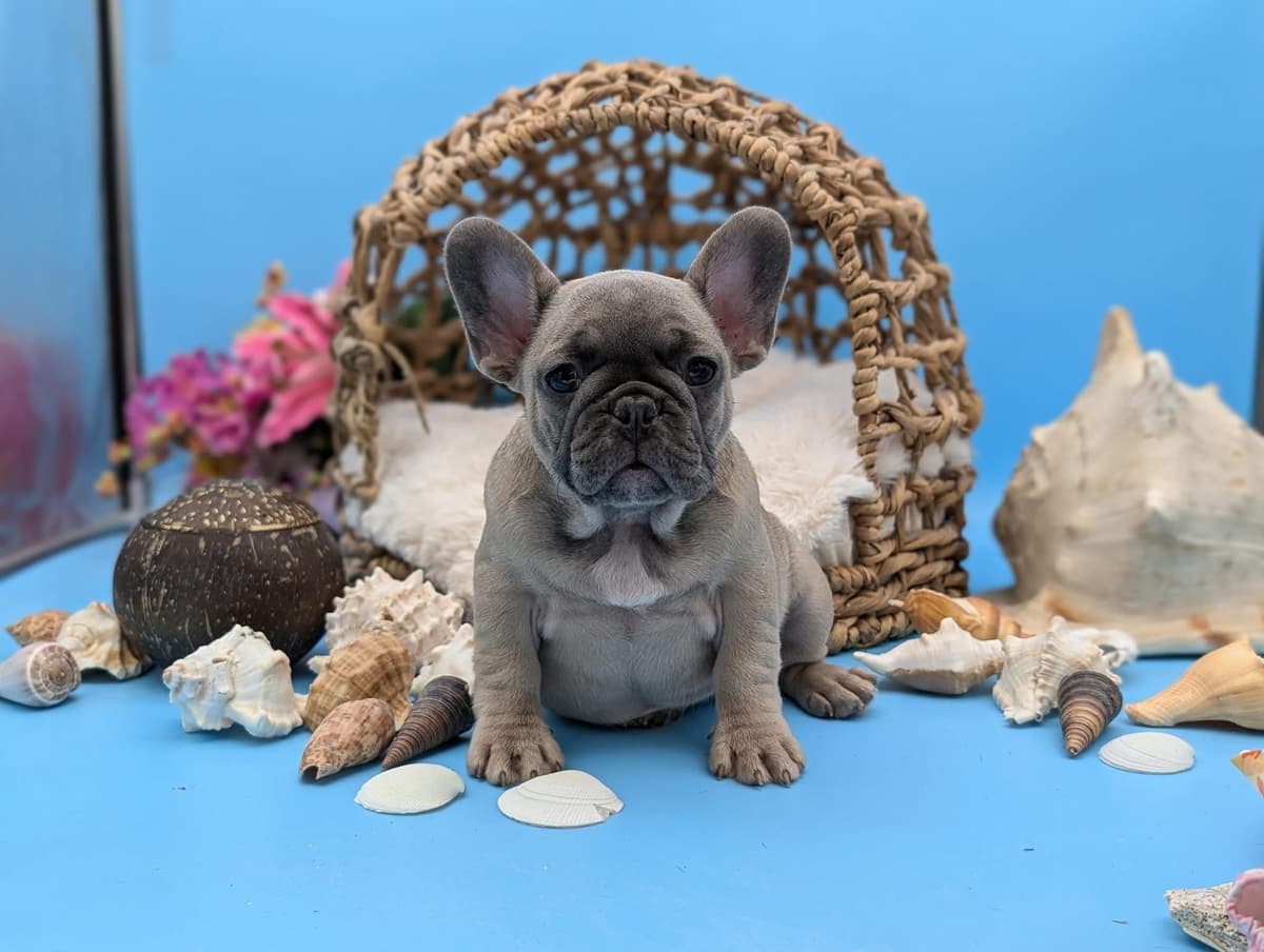French Bulldog Puppies breeder image 7
