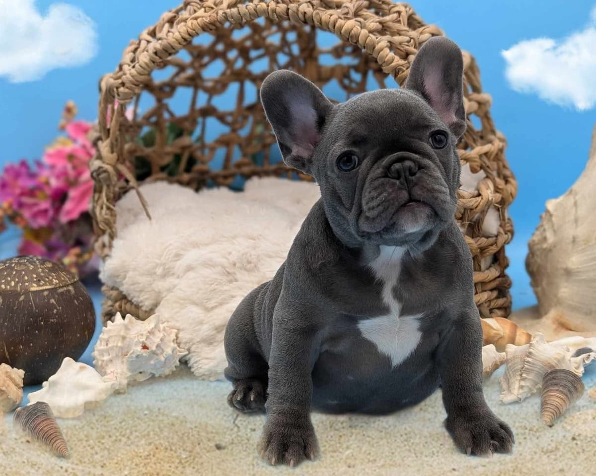 French Bulldog Puppies breeder image 8