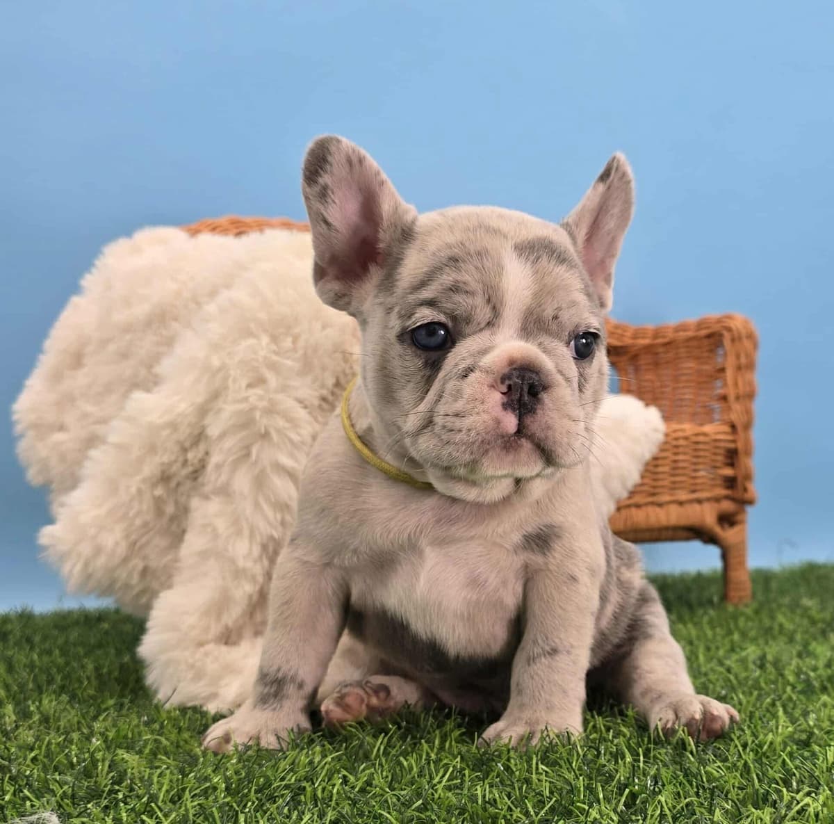 French Bulldog Puppies breeder image 12