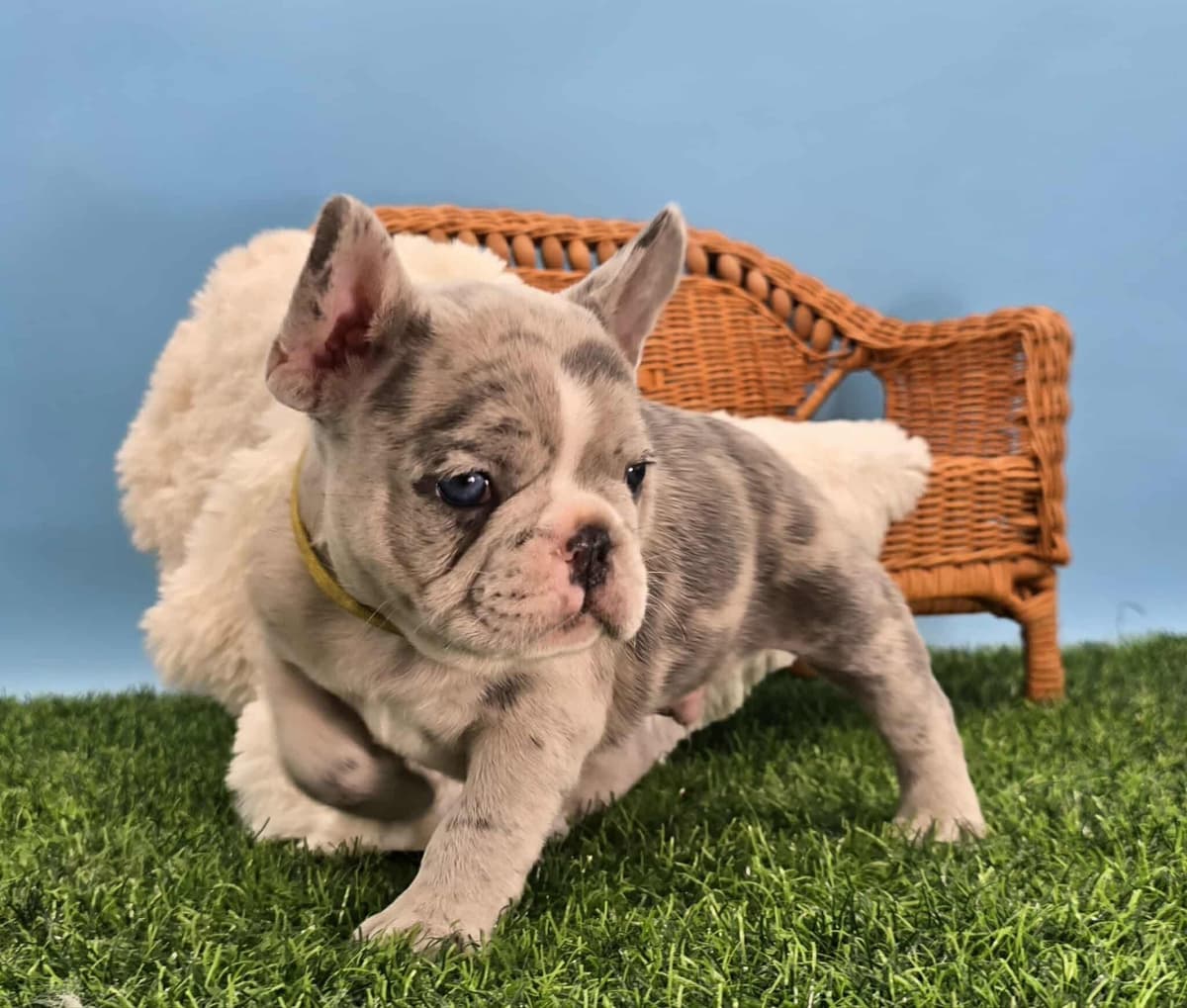 French Bulldog Puppies breeder image 13