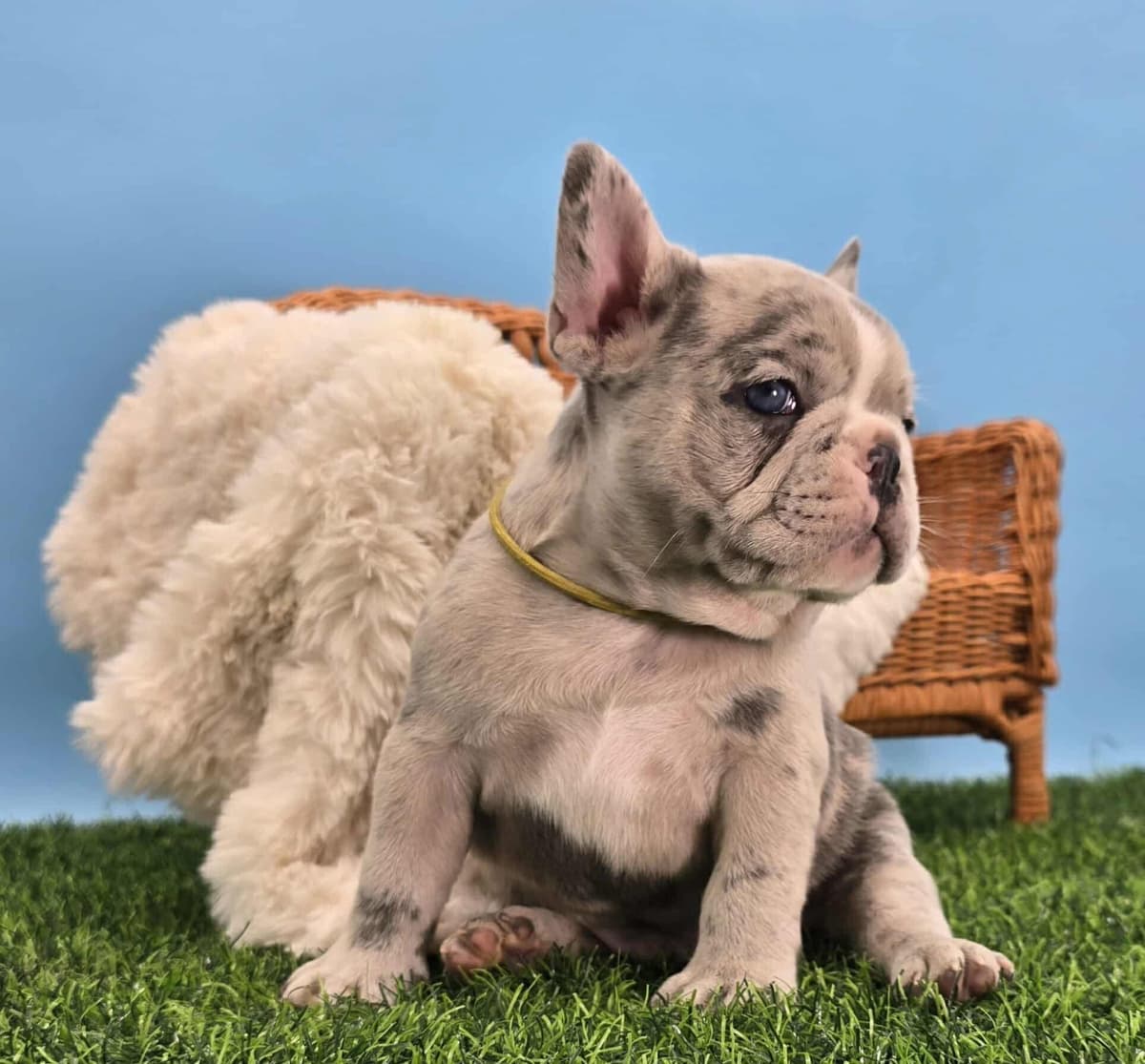 French Bulldog Puppies breeder image 14