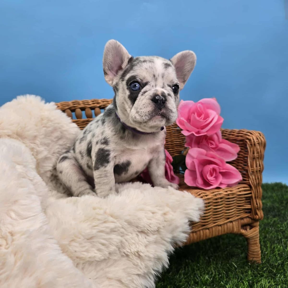 French Bulldog Puppies breeder image 15