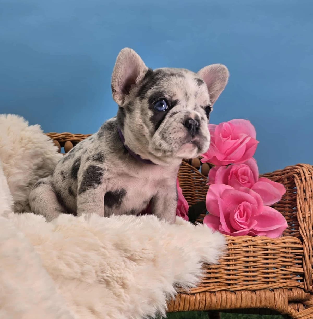 French Bulldog Puppies breeder image 16