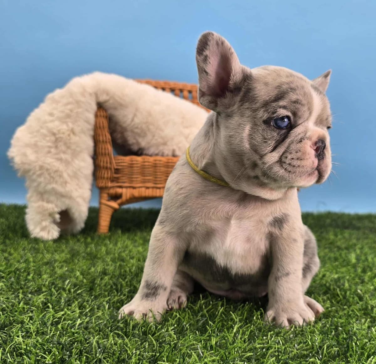 French Bulldog Puppies breeder image 18
