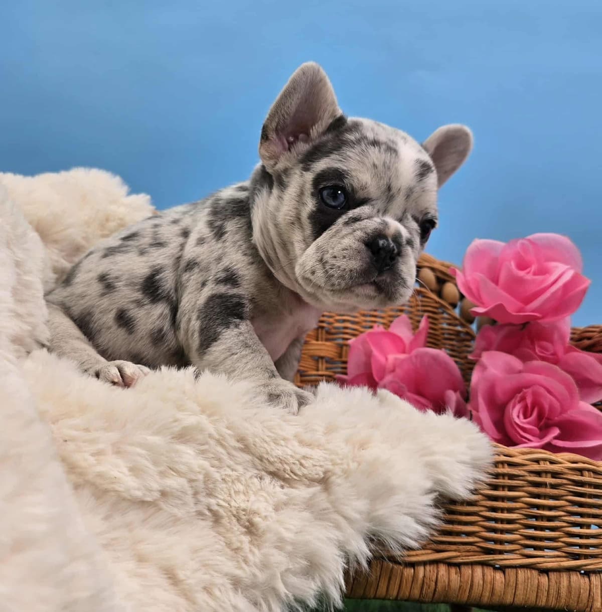 French Bulldog Puppies breeder image 20