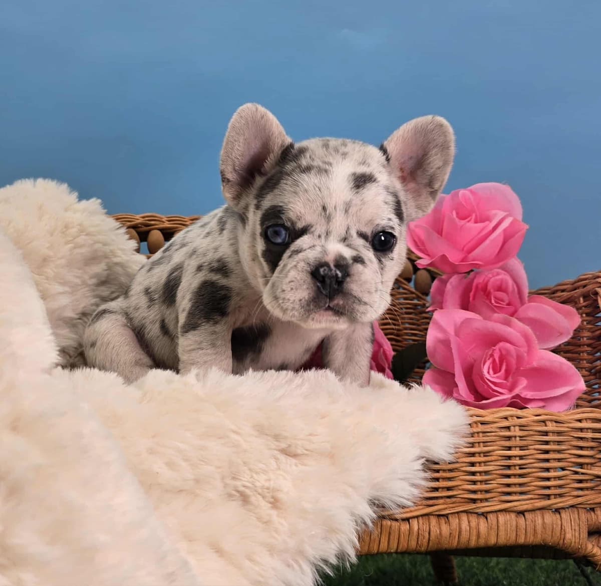 French Bulldog Puppies breeder image 19