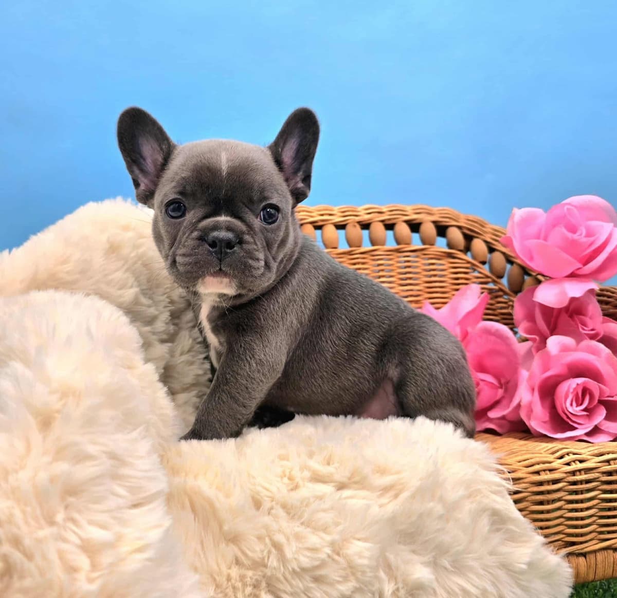French Bulldog Puppies breeder image 21