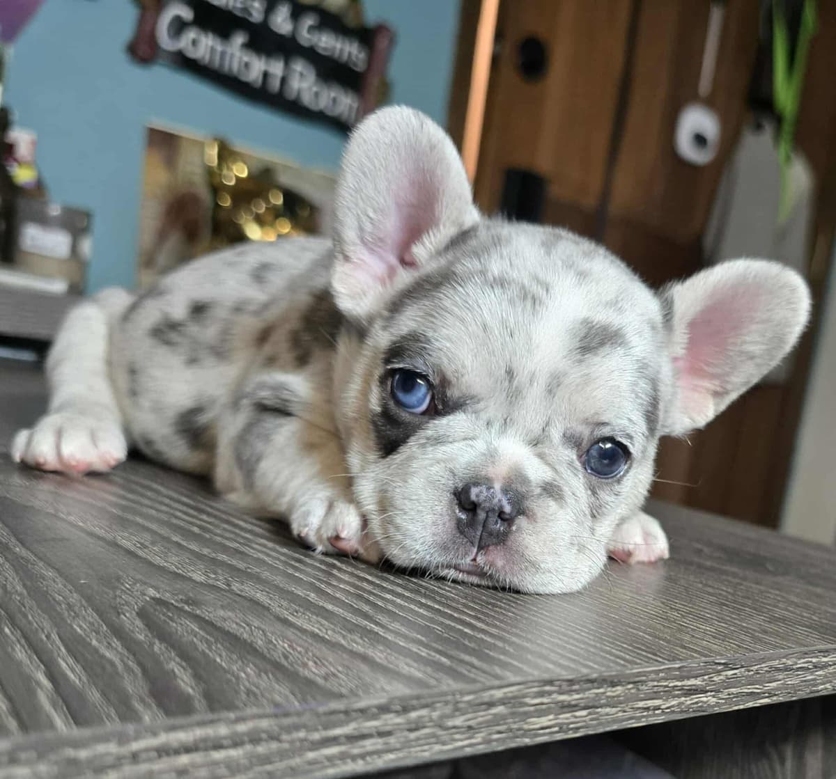 French Bulldog Puppies breeder image 23