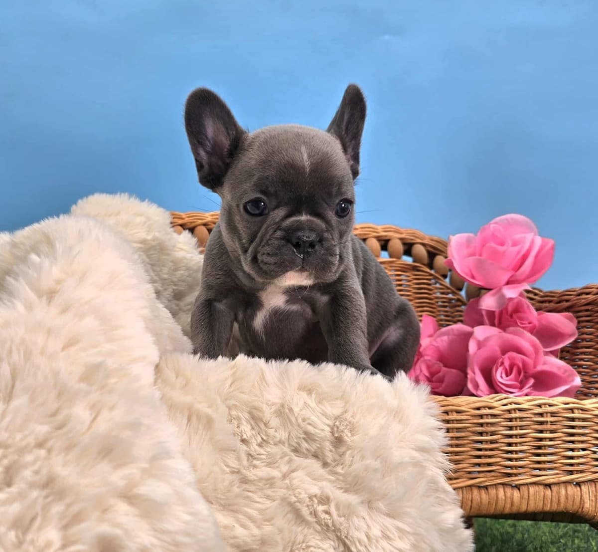 French Bulldog Puppies breeder image 22