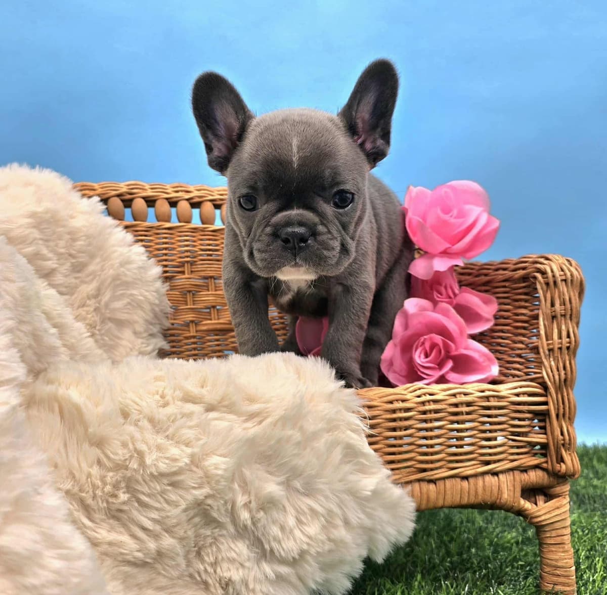 French Bulldog Puppies breeder image 24