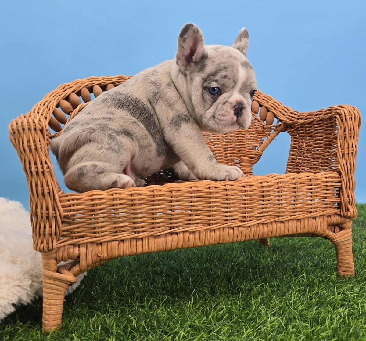 French Bulldog Puppies breeder image 25