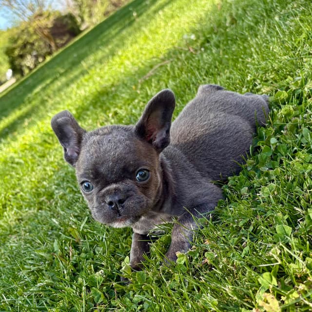 French Bulldog Puppies media 7