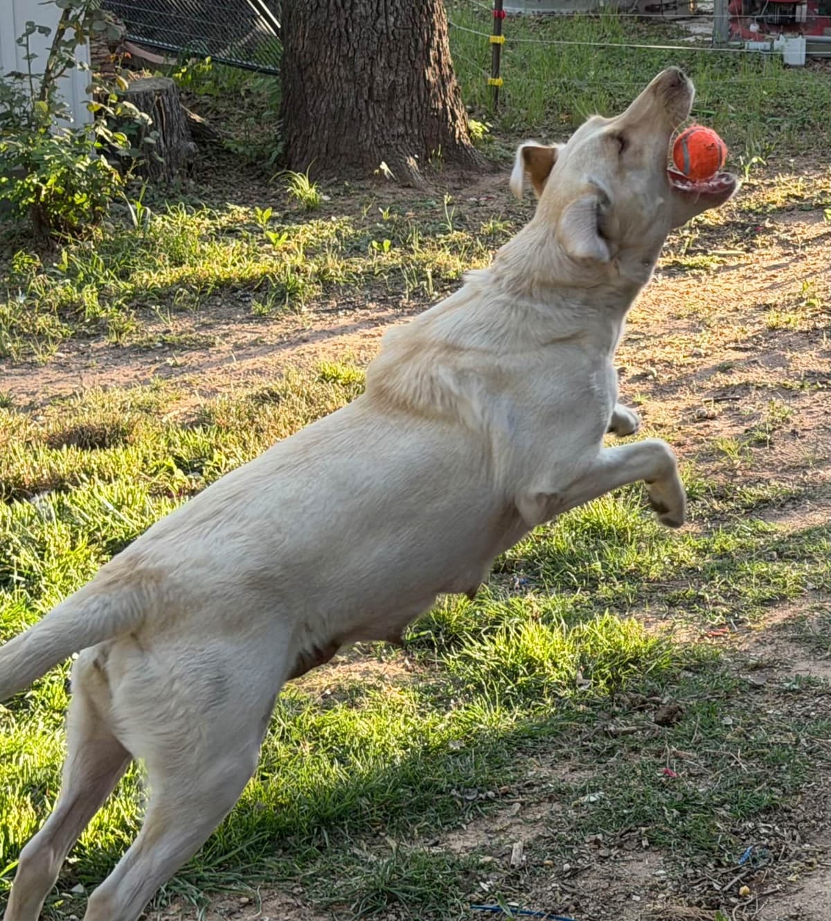 Labrador Retriever Puppies breeder image 3