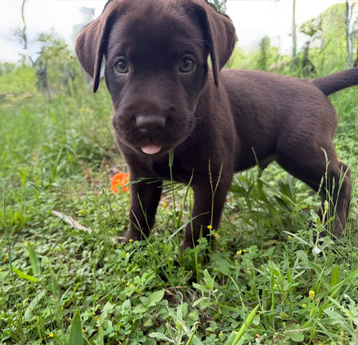 Labrador Retriever Puppies breeder image 4