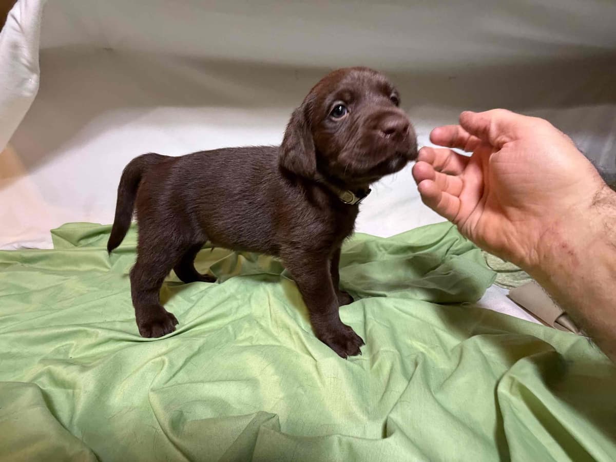 Labrador Retriever Puppies breeder image 5