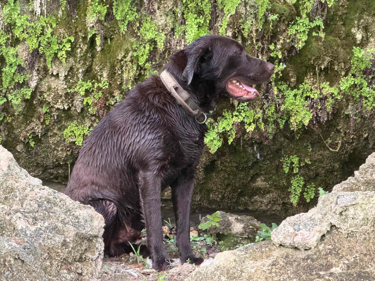 Labrador Retriever Puppies breeder image 6