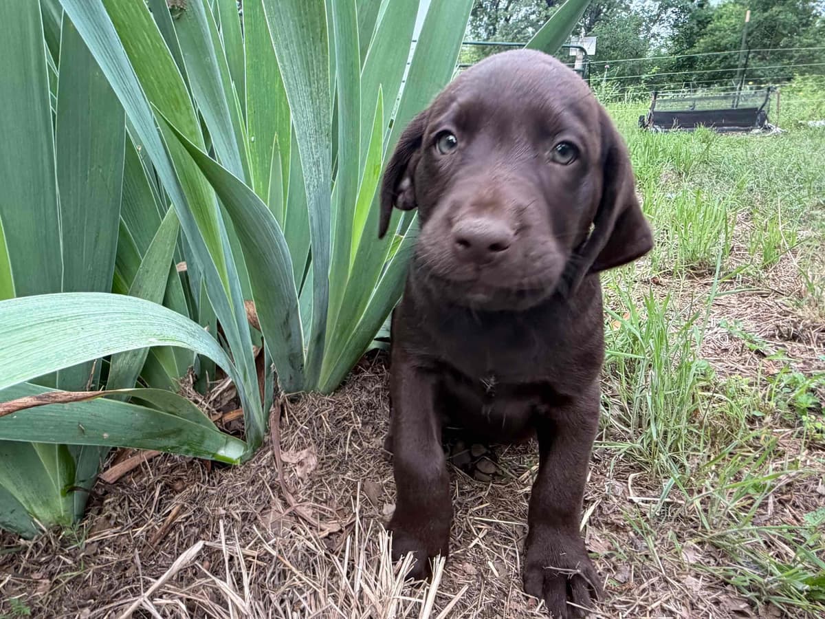 Labrador Retriever Puppies breeder image 9