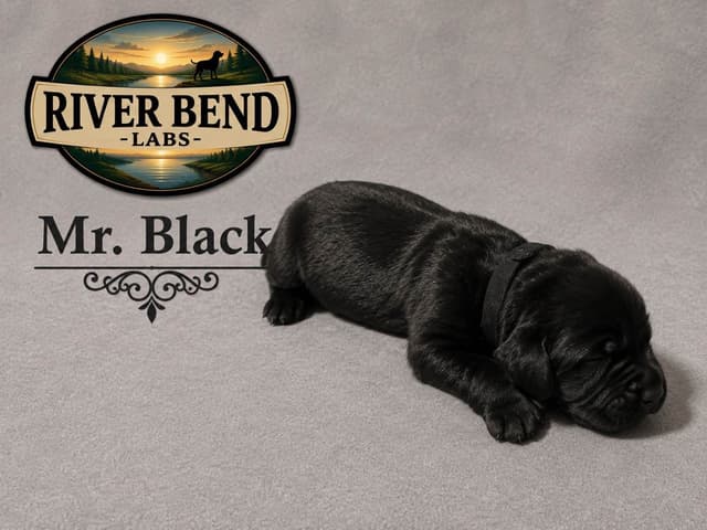 Labrador Retriever Puppies media 5