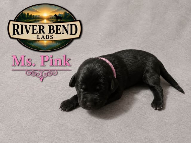 Labrador Retriever Puppies media 8