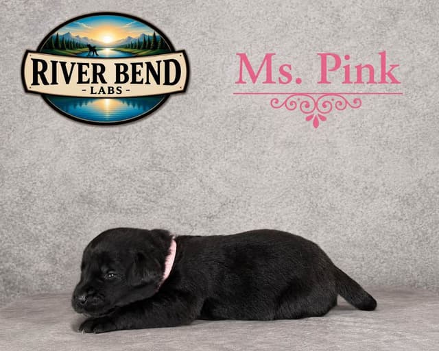 Labrador Retriever Puppies media 7