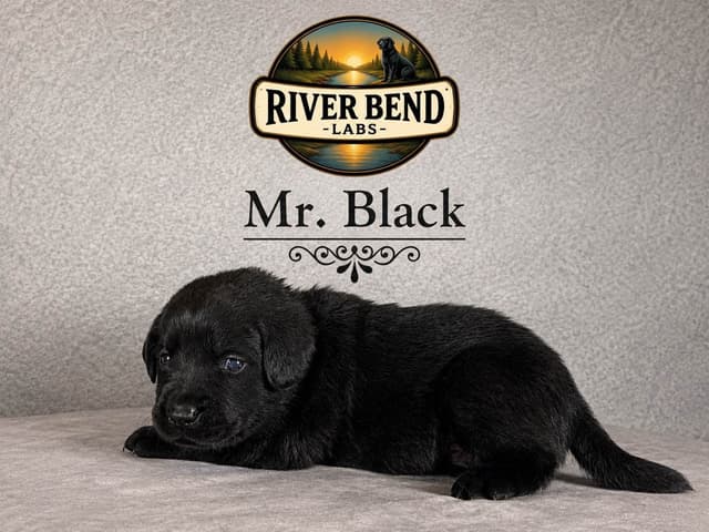 Labrador Retriever Puppies media 3