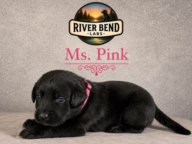 Labrador Retriever Puppies media 6