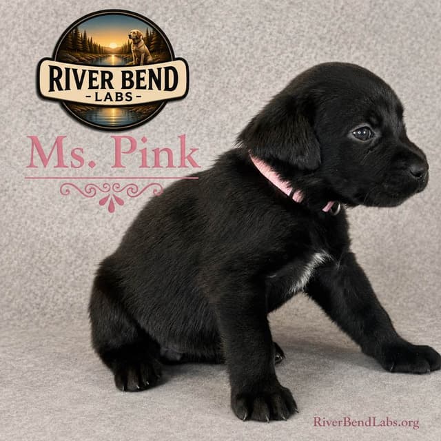 Labrador Retriever Puppies media 2