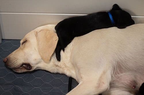Labrador Retriever Puppies breeder image 11
