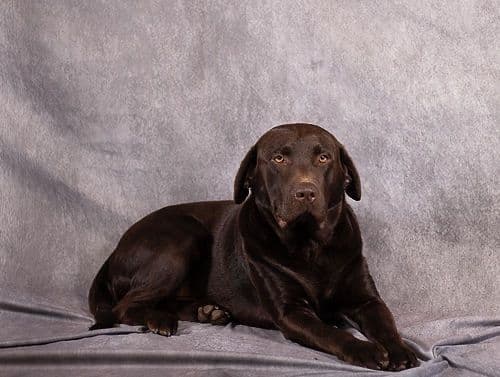 Labrador Retriever Puppies breeder image 12
