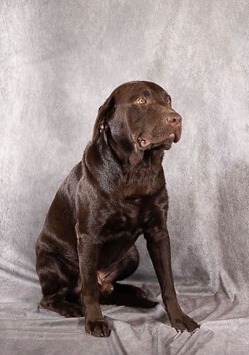 Labrador Retriever Puppies breeder image 7