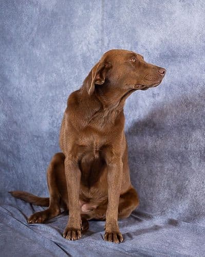 Labrador Retriever Puppies breeder image 13