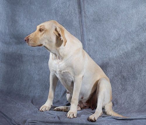 Labrador Retriever Puppies breeder image 14