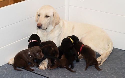 Labrador Retriever Puppies breeder image 15