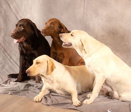 Labrador Retriever Puppies breeder image 1