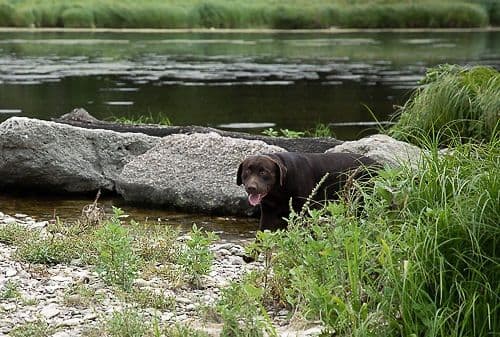 Labrador Retriever Puppies breeder image 18