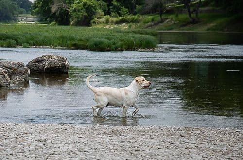 Labrador Retriever Puppies breeder image 17