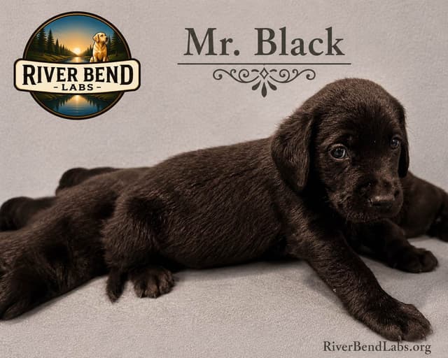 Labrador Retriever Puppies media 9