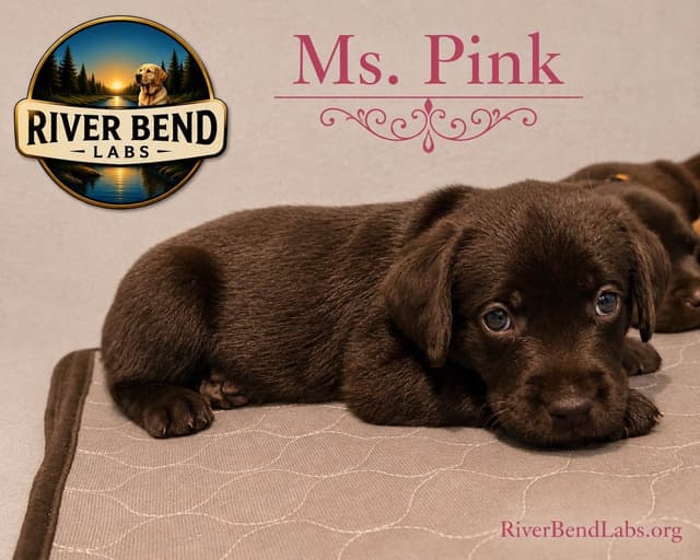 Labrador Retriever Puppies media 10