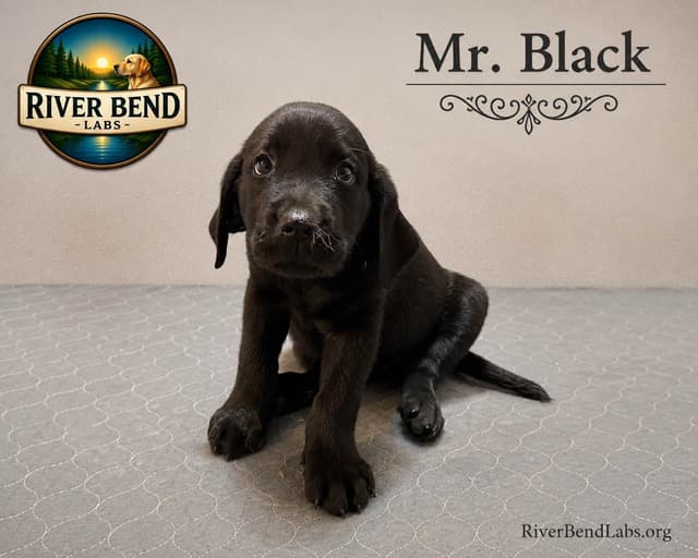 Labrador Retriever Puppies media 11