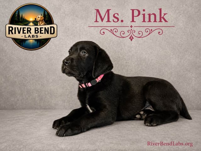 Labrador Retriever Puppies media 12