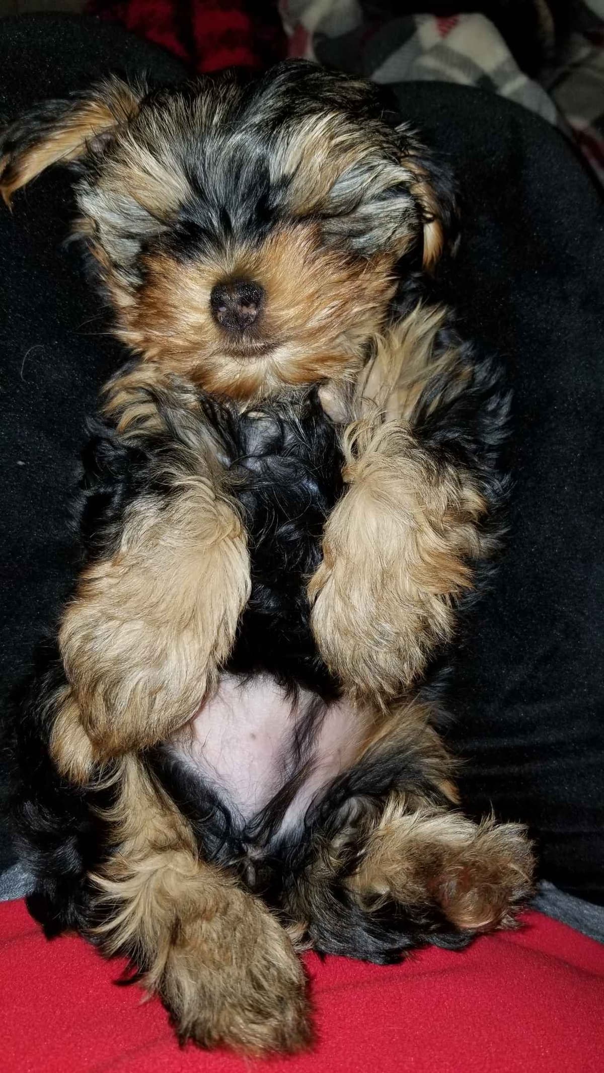 Yorkshire Terrier Puppies breeder image 3